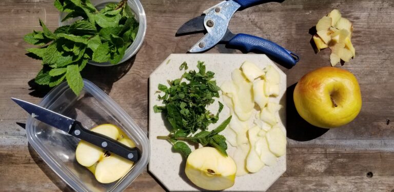 Refreshing Apple-Mint Flavored Water for Your Equine Companions