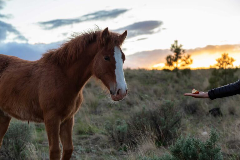 Embracing Positive Reinforcement in Modern Horse Training