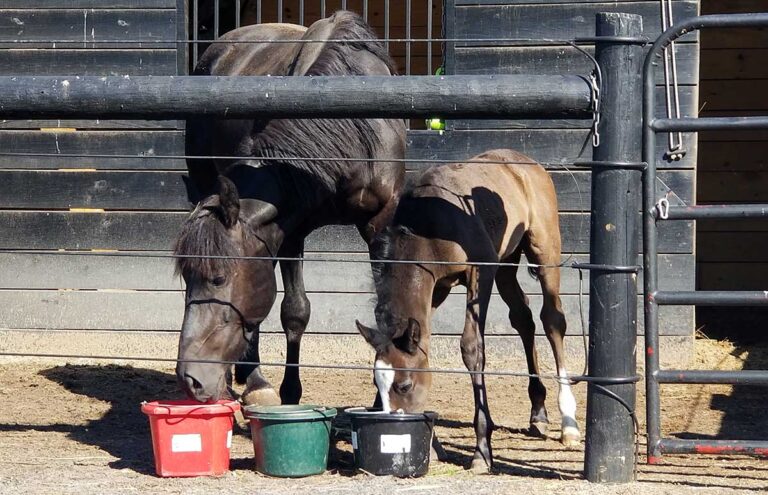 Hydration Heaven: Exploring the Concept of Water Buffets for Horses