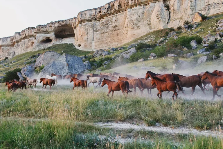 Mustangs: Wild Horses of the American West