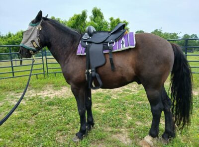 Spooky Horses: A Trail Journal on Lookouts, Wind, and Borrowed Calm