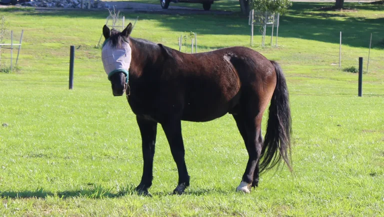 Floki’s Trust: A Quiet Moment in the Pasture