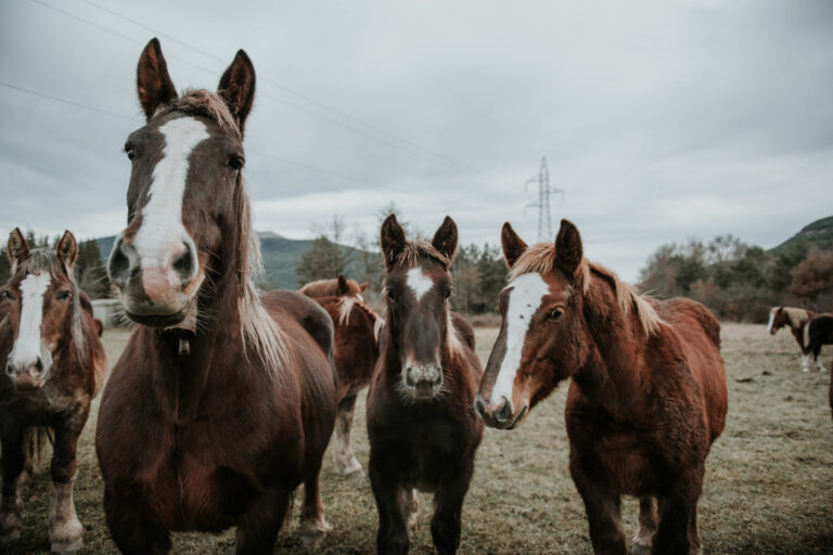 The Allure of the Devil’s Garden Mustangs: An Historical Overview