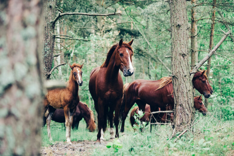 The Mustang’s Role in American History and Their Connection to the Wild West