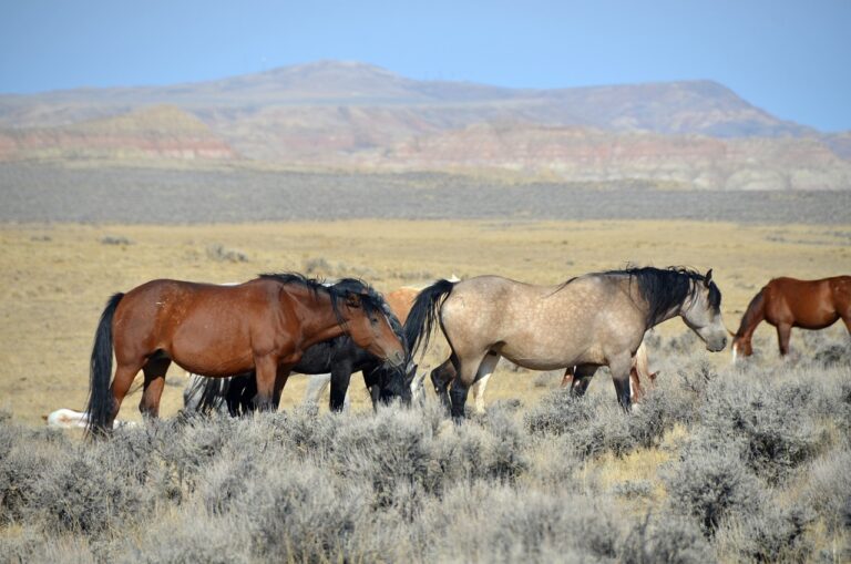 BLM HMA’s and USFS WHT’s: Where are the Best Horses Found?