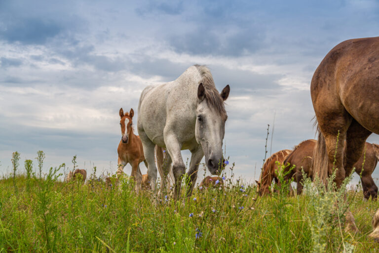 How to Adopt a Mustang from the USFS