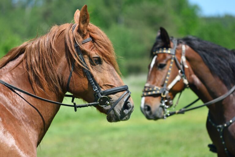 Are Mares or Geldings Better?