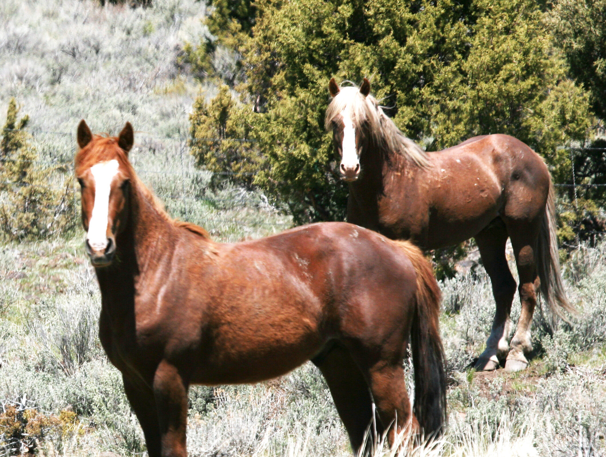Wild horses standing in sagebrush in the Twin Peaks Herd Management Area in northern California, used as the featured image for a California wild horse and burro guide.