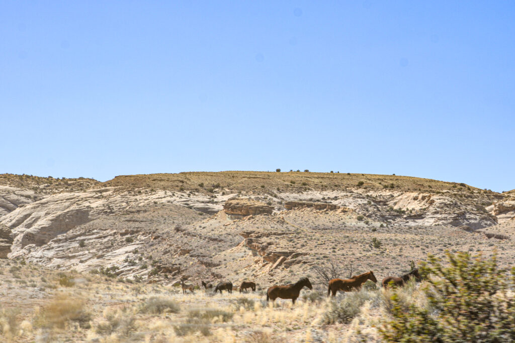 A herd of wild horses standing on open desert hills along the Old Spanish Trail in Utah.