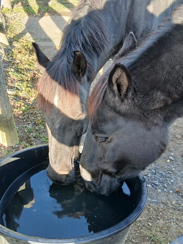 Two black mustangs, McGavin Peak Floki and Devil’s Garden Lagertha, drinking side by side from a black water tub in the sun.