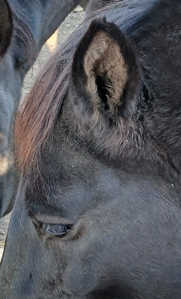 Black mustang gelding Floki standing quietly in a stall, part of his early gentling work learning to trust calm human touch.