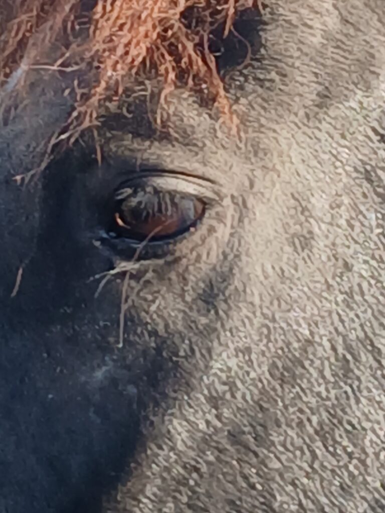 Glossy black Devil’s Garden mustang mare Lagertha drinking deeply, showing the quiet confidence that grew from kind, patient handling.