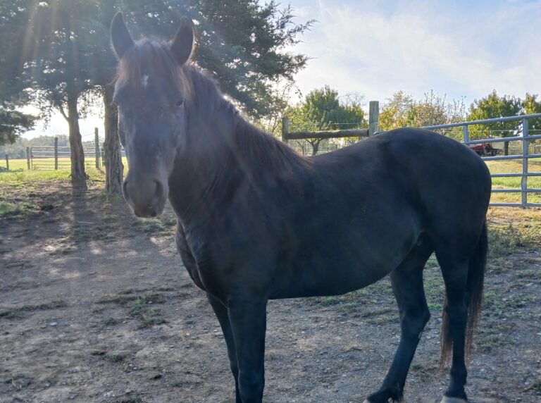 Black mustang standing in soft morning sun in a paddock, with light rays streaming through the trees and fence in the background.