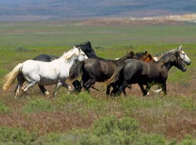 Wild Horse HMA Guides: Start Here