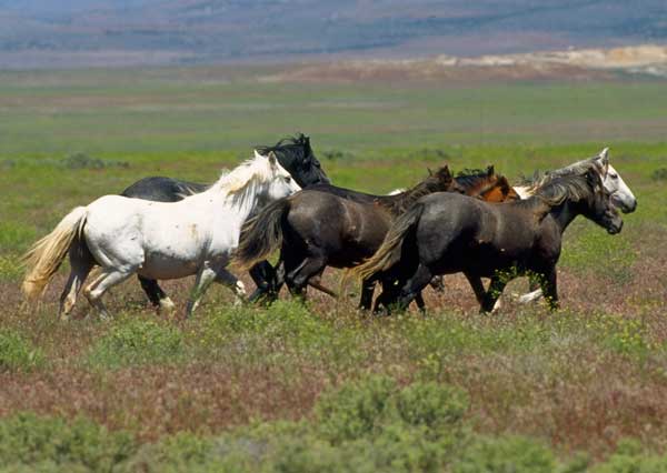 Band of wild mustangs in mixed colors standing on open sagebrush range.
