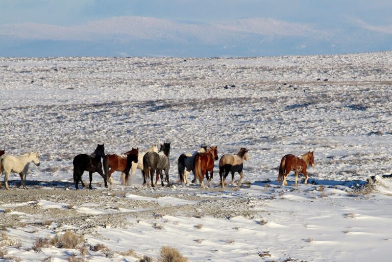 Band of Wyoming wild horses standing on snowy sagebrush flats in the Adobe Town Herd Management Area.