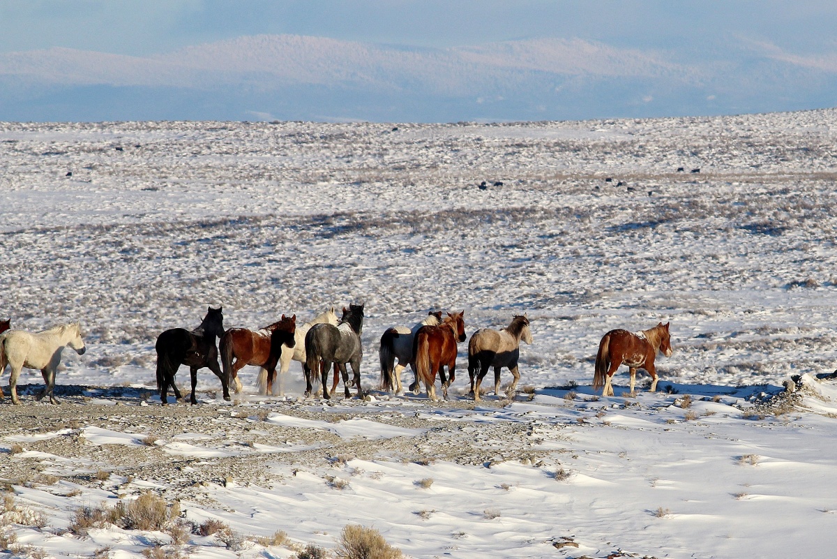 Band of Wyoming wild horses standing on snowy sagebrush flats in the Adobe Town Herd Management Area.