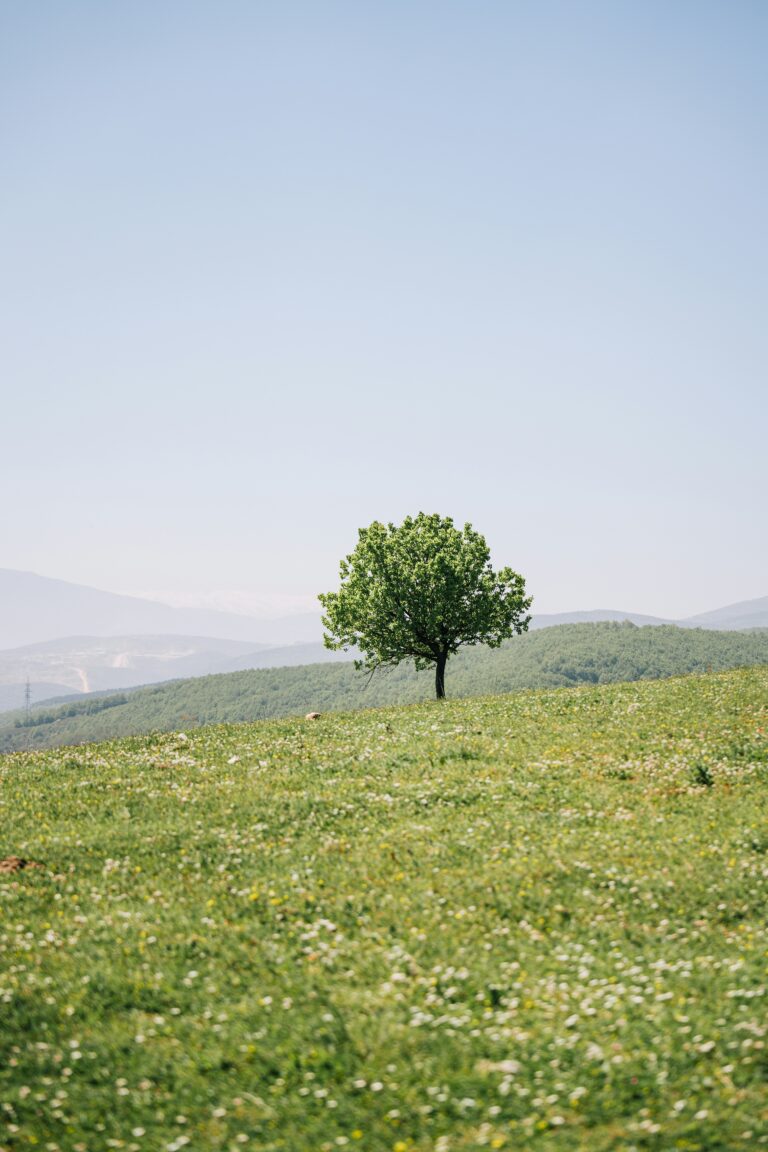 A single tree stands on a green hillside under a soft blue sky.