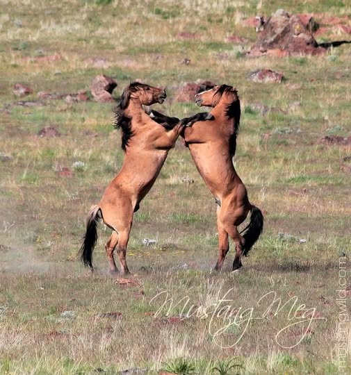 Two dun Kiger mustang stallions rear and spar on Oregon rangeland, dust at their hooves.