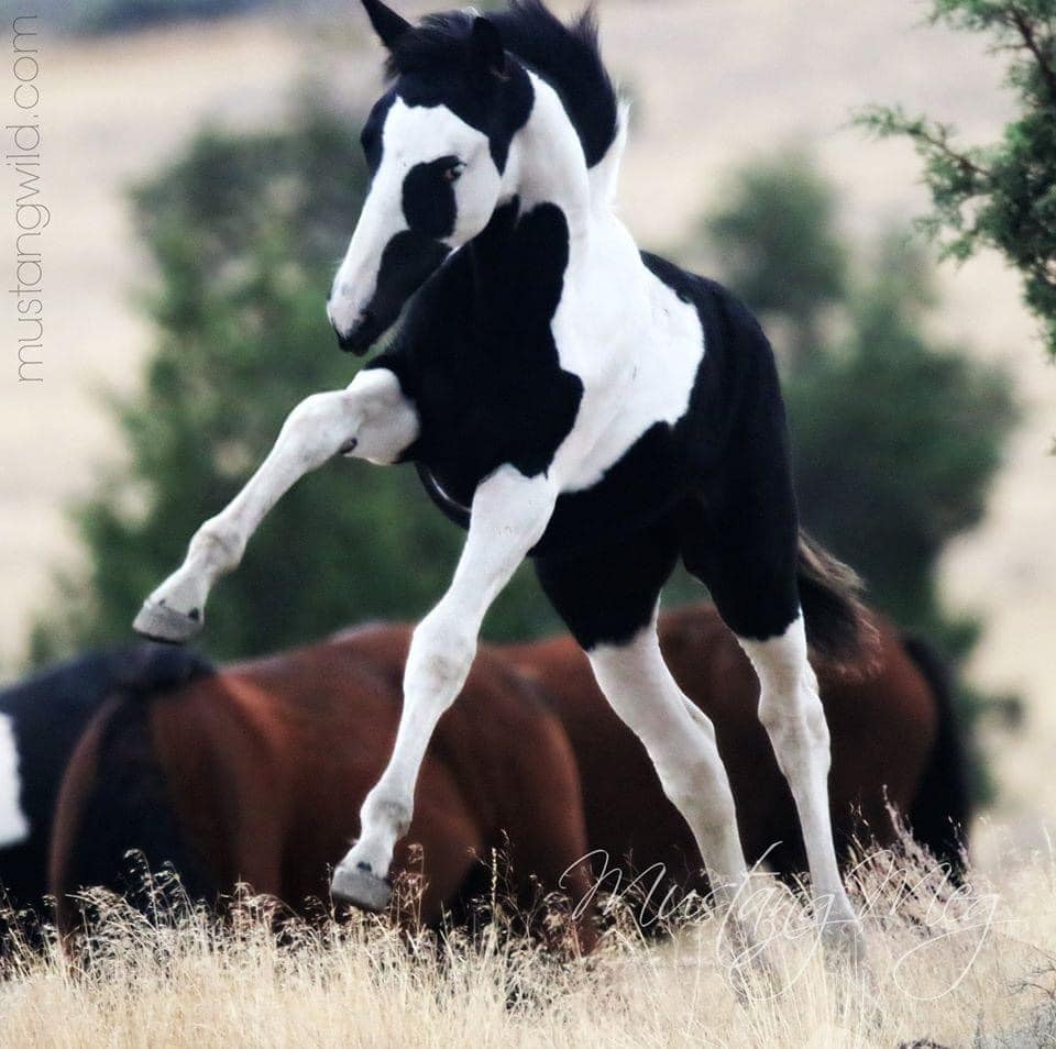 Black-and-white pinto foal rearing beside its band on Oregon rangeland.
