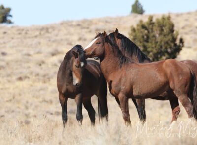 Oregon — Lineage, Color, and Roads You Can Actually Drive