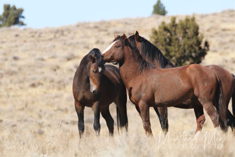 Three bay Oregon wild horses, one with a star blaze, gently grooming on sagebrush flats near a juniper tree.