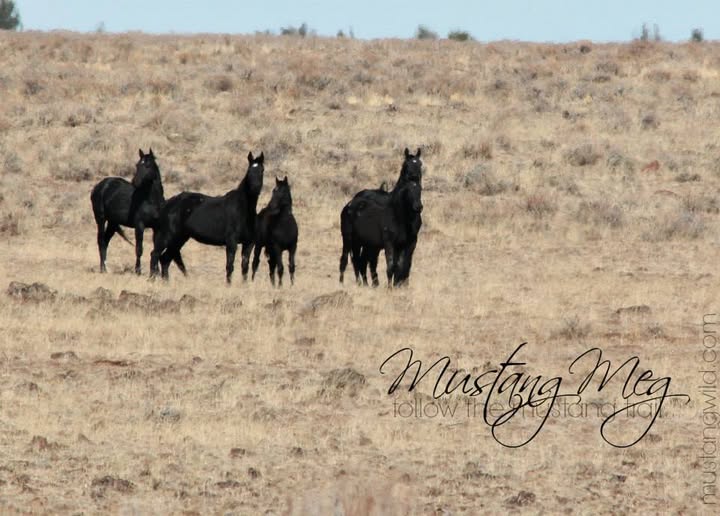 Group of black Oregon wild horses standing alert on sagebrush steppe with a distant ridge.