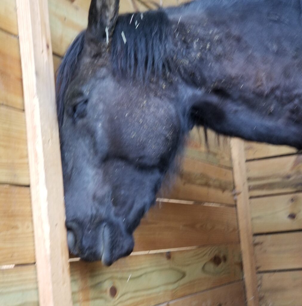Blurry close-up of a black mustang heart horse gelding sleeping with his face pressed gently against a wooden stall wall.