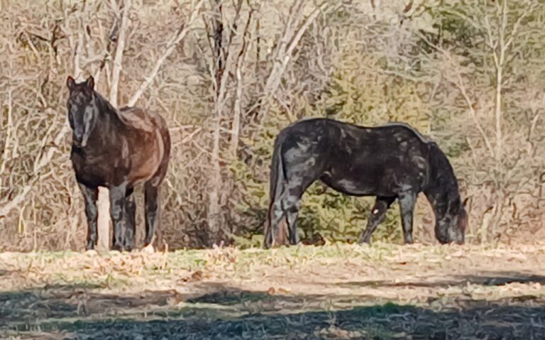 Why people love mustangs: Floki (left) stands watching while Lagertha (right) grazes in a quiet pasture near the trees.
