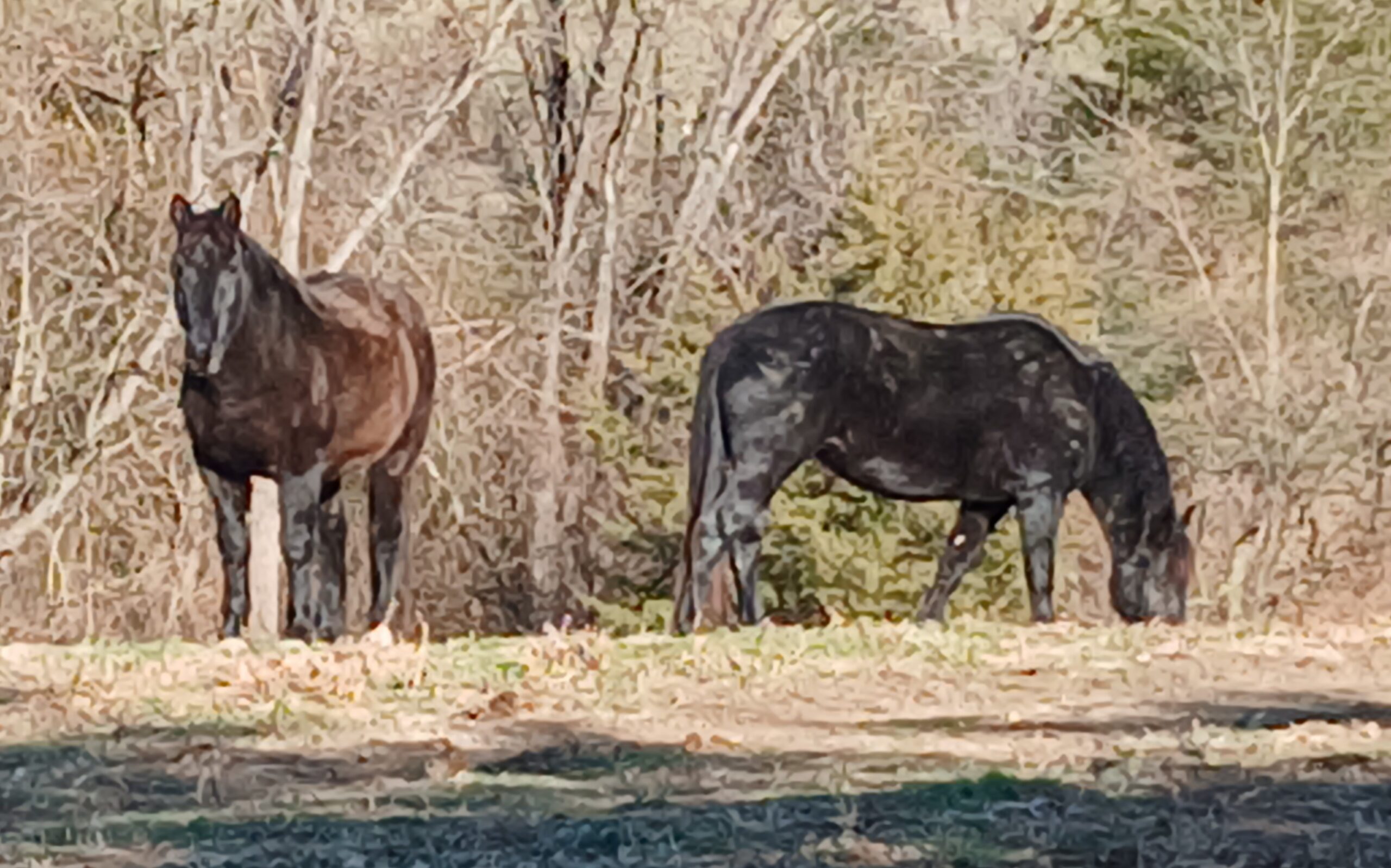 Why people love mustangs: Floki (left) stands watching while Lagertha (right) grazes in a quiet pasture near the trees.