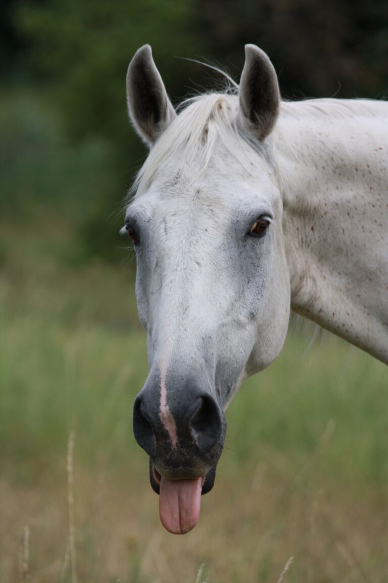 Mustang body language example: horse tongue out after lick-and-chew signal