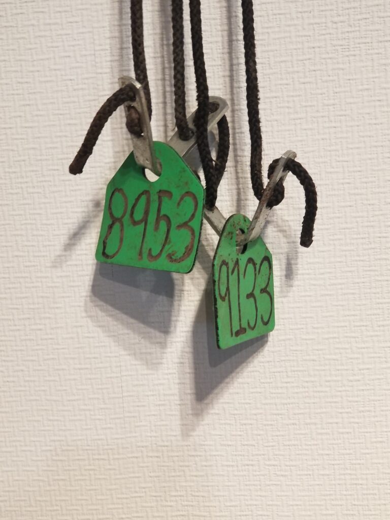 why people love mustangs – Floki’s and Lagertha’s green processing tags with handwritten ID numbers, hanging from black cords.