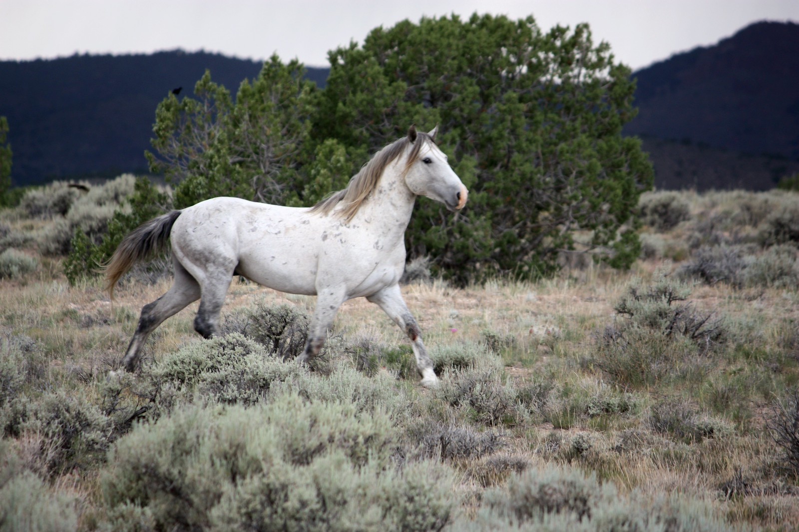 Utah wild horse in the sage, Swasey Mountains Herd Management Area