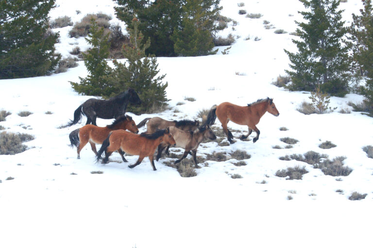 Wild horse herd running through deep snow with trees and hills in the background.